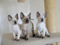 Al Pacino, Armani, Allani